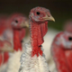 Turkeys with white feathers